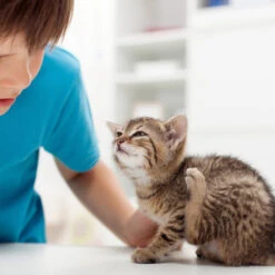 Beaphar Fiprotec Spray -Tierfreund Günstiges Geschäft beaphar fiprotec spray 213596 0500 none