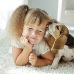 Beaphar Fiprotec Spray -Tierfreund Günstiges Geschäft beaphar fiprotec spray 213632 0500 none