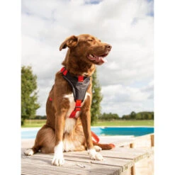 Beeztees Parinca Premium Y-Geschirr -Tierfreund Günstiges Geschäft beeztees parinca premium y tuig 199580 0500 none