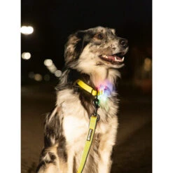 Beeztees Safety Gear Parinca Premium Halsband -Tierfreund Günstiges Geschäft beeztees safety gear parinca premium halsband 215003 0500 none