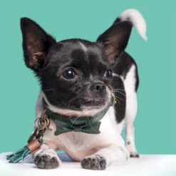 DWAM Halsband Bowie -Tierfreund Günstiges Geschäft dwam bowie halsband 186562 0500 none