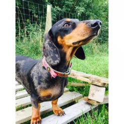 DWAM Halsband Boho Rosa -Tierfreund Günstiges Geschäft dwam halsband boho rosa 132071 0500 none