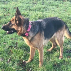 DWAM Halsband Boho Rosa -Tierfreund Günstiges Geschäft dwam halsband boho rosa 133652 0500 none