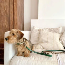 DWAM Hundeleine Ivy 6 DWAM Hundeleine Ivy -Tierfreund Günstiges Geschäft dwam hondenriem ivy 180700 0500 none