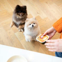 Edgard & Cooper Adult - Huhn & Truthahn - Im Schälchen 5 Edgard & Cooper Adult - Huhn & Truthahn - Im Schälchen -Tierfreund Günstiges Geschäft edgard cooper adult kip kalkoen kuipje 168597 0500 none