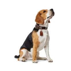 Hunter Halsband Cody -Tierfreund Günstiges Geschäft hunter halsband cody 116499 0500 none