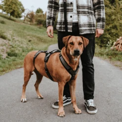 Hunter Sicherheitsgeschirr Maldon -Tierfreund Günstiges Geschäft hunter veiligheidsharnas maldon 221547 0500 none