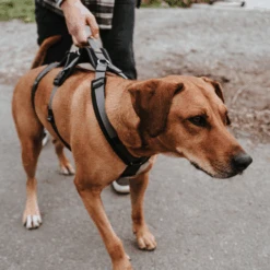 Hunter Sicherheitsgeschirr Maldon -Tierfreund Günstiges Geschäft hunter veiligheidsharnas maldon 221553 0500 none