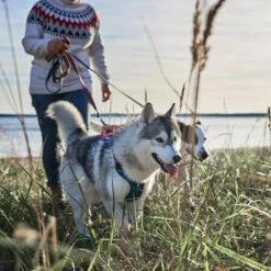 Hurtta - Geschirr Weekend Warrior Winter - Bilberry -Tierfreund Günstiges Geschäft hurtta weekend warrior winter harnas bilberry 216605 0500 none