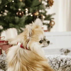 Kentucky Dogwear Corduroy Hundehalsband -Tierfreund Günstiges Geschäft kentucky dogwear corduroy hondenhalsband 219200 0500 none