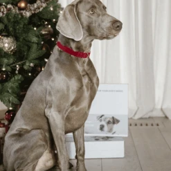 Kentucky Dogwear Corduroy Hundehalsband -Tierfreund Günstiges Geschäft kentucky dogwear corduroy hondenhalsband 219201 0500 none