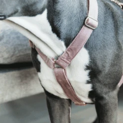 Kentucky Dogwear Hundegeschirr Velvet Loop -Tierfreund Günstiges Geschäft kentucky dogwear hondenharnas velvet loop 219284 0500 none