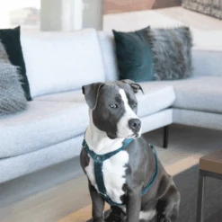 Kentucky Dogwear Hundegeschirr Velvet Loop -Tierfreund Günstiges Geschäft kentucky dogwear hondenharnas velvet loop 219293 0500 none