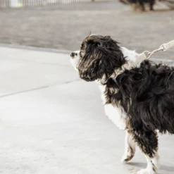 Kentucky Dogwear Hundeleine Wool -Tierfreund Günstiges Geschäft kentucky dogwear hondenlijn wool 219683 0500 none