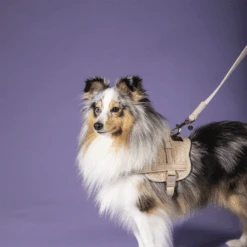 Kentucky Dogwear Hundeleine Wool -Tierfreund Günstiges Geschäft kentucky dogwear hondenlijn wool 219684 0500 none