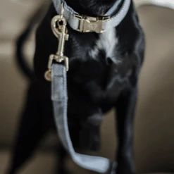 Kentucky Dogwear Hundeleine Wool -Tierfreund Günstiges Geschäft kentucky dogwear hondenlijn wool 219689 0500 none