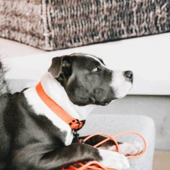 Kentucky Dogwear Schleppleine Soft Rubber -Tierfreund Günstiges Geschäft kentucky dogwear sleeplijn soft rubber 219205 0500 none