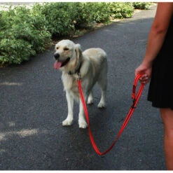 KONG Adjustable Leash 7 KONG Adjustable Leash -Tierfreund Günstiges Geschäft kong adjustable leash zwart 176938 0500 none