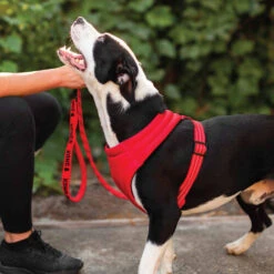 KONG Comfort Harness -Tierfreund Günstiges Geschäft kong comfort harness zwart 178771 0500 none