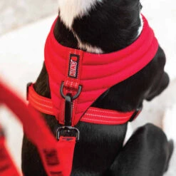KONG Comfort Harness -Tierfreund Günstiges Geschäft kong comfort harness zwart 178774 0500 none