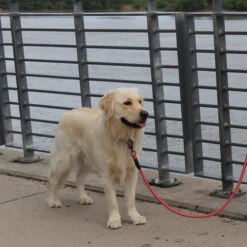 KONG Rope Leash - Schwarz -Tierfreund Günstiges Geschäft kong rope leash 194549 0500 none