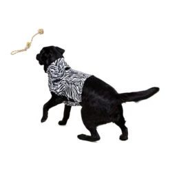 Medical Pet Top Shirt Zebra -Tierfreund Günstiges Geschäft medical pet top shirt zebraprint 150701 0500 none