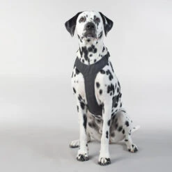 PAIKKA Visibility Harness -Tierfreund Günstiges Geschäft paikka visibility harness 217809 0500 none