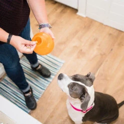 Planet Dog Orbee-Tuff Snoop -Tierfreund Günstiges Geschäft planet dog orbee tuff snoop oranje 167041 0500 none