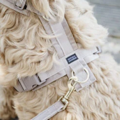 Kentucky Dog Harness Active Velvet -Tierfreund Günstiges Geschäft prod 15744 218987 0500 none