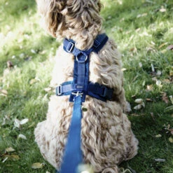 Kentucky Dog Harness Active Velvet -Tierfreund Günstiges Geschäft prod 15744 218992 0500 none