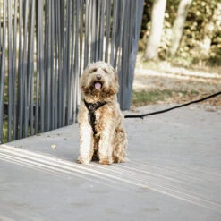 Kentucky Dog Harness Active Velvet -Tierfreund Günstiges Geschäft prod 15744 218994 0500 none