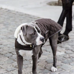 Kentucky Hundemantel Original -Tierfreund Günstiges Geschäft prod 15745 218998 0500 none