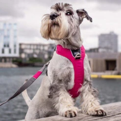 DOG Copenhagen Comfort Walk Pro Geschirr -Tierfreund Günstiges Geschäft prod 15938 220300 0500 none