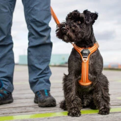 DOG Copenhagen Comfort Walk Air Geschirr 22 DOG Copenhagen Comfort Walk Air Geschirr -Tierfreund Günstiges Geschäft prod 15939 220308 0500 none