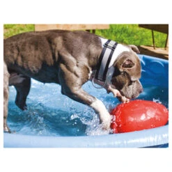 Jolly Egg -Tierfreund Günstiges Geschäft product jolly egg none 4 1496839894 86968