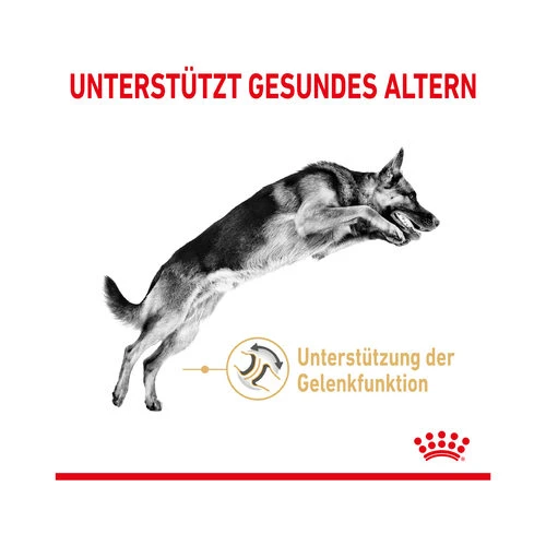 Royal Canin German Shepherd Adult 5+ 2 Royal Canin German Shepherd Adult 5+ – Bild 2