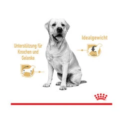 Royal Canin Labrador Retriever Adult Wet -Tierfreund Günstiges Geschäft royal canin labrador retriever adult wet 165787 0500 none