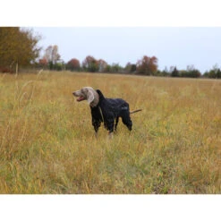 RukkaPets Protect Overall 7 RukkaPets Protect Overall -Tierfreund Günstiges Geschäft rukkapets protect overall zwart 216401 0500 none