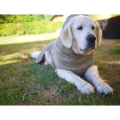 Siccaro WetDog SupremePro -Tierfreund Günstiges Geschäft siccaro wetdog supremepro 20 216998 0500 none