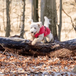 Trixie Regenjacke Vimy -Tierfreund Günstiges Geschäft trixie regenjas vimy 204857 0500 none