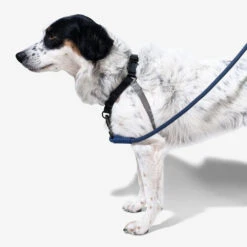 Zee.Dog Soft Walk Harness -Tierfreund Günstiges Geschäft zeedog soft walk harness 200684 0500 none