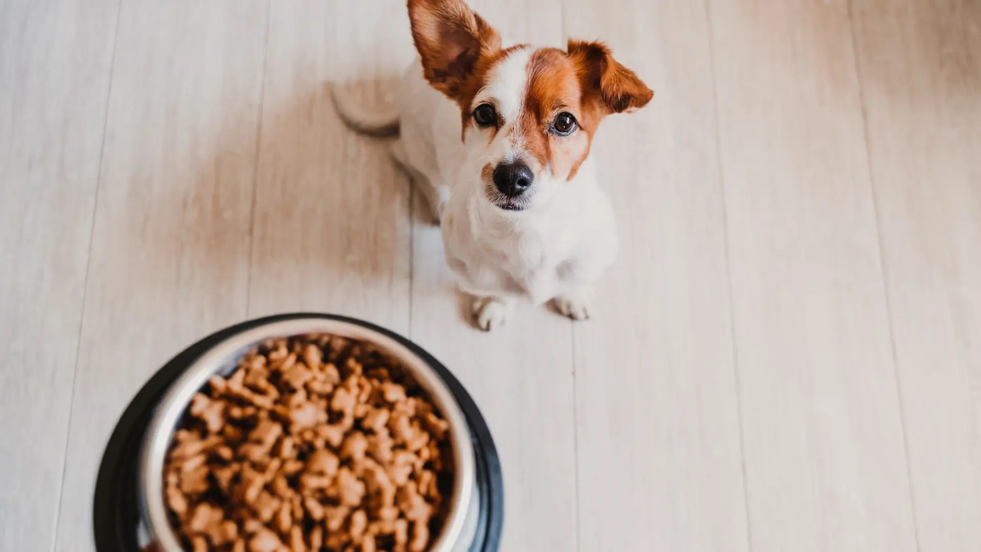 Tierfreund Günstiges Geschäft -Tierfreund Günstiges Geschäft egeherhehreher